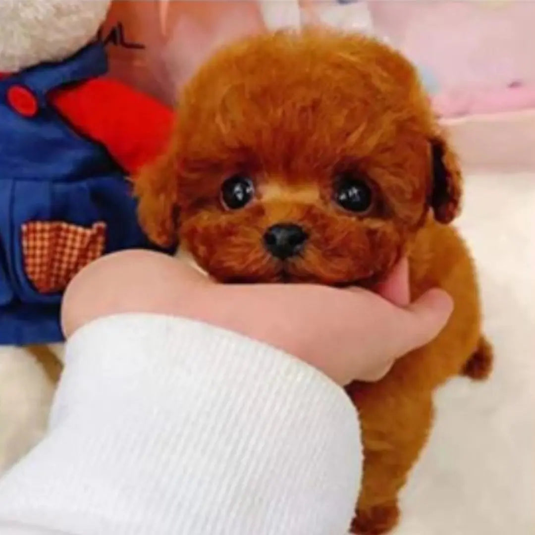 Totó - Realistyczny Pies Ana 30 euros